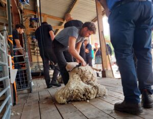 Tijmnen aan het scheren tijdens het NK Schapen Scheren 5 juli 2025