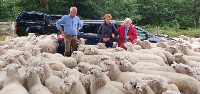 twee auto's, met schapen ervoor, en tussen de schapen staan Hein, Marjolijn en Clemens'90-jarige moeder Riki.